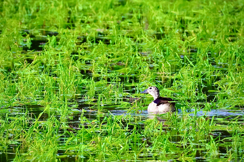 iNaturalist: (c) Samarth Desai, some rights reserved (CC BY-NC), uploaded by Samarth Desai iNaturalist image