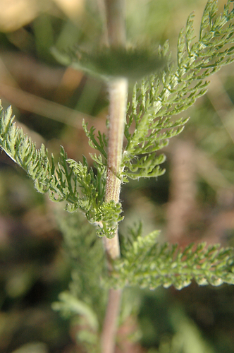 Paprastoji kraujažolė nuotrauka