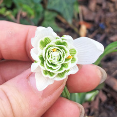 Galanthus nivalis