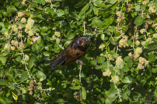 Common Violet Cuckoo