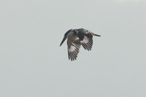 Ceryle rudis leucomelanurus