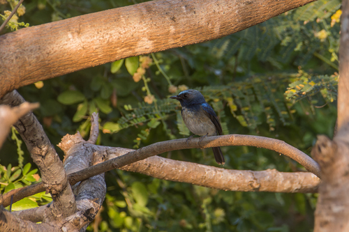 Blue-breasted Blue Flycatcher