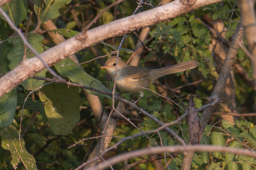 Thick-billed Warbler