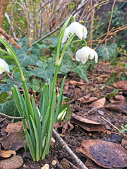 Galanthus nivalis