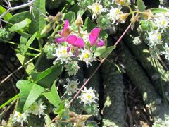 Dolichos hastiformis