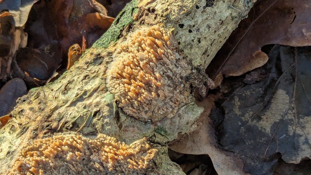 Radulomyces molaris · January 2026 · photo: © rudolphous (iNaturalist, cc-by)