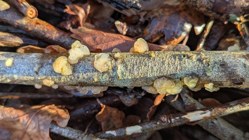 Myxarium nucleatum · January 2026 · photo: © rudolphous (iNaturalist, cc-by)