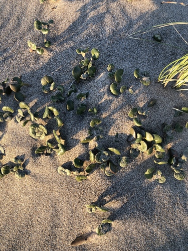 Yellow Sand Verbena foliage