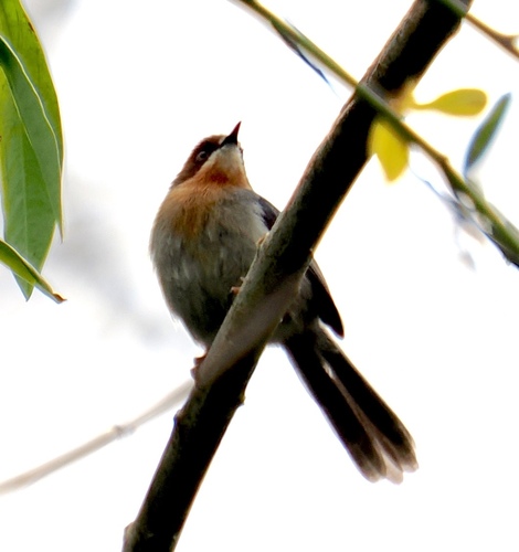 Chapin's Apalis (Apalis chapini), photo 7