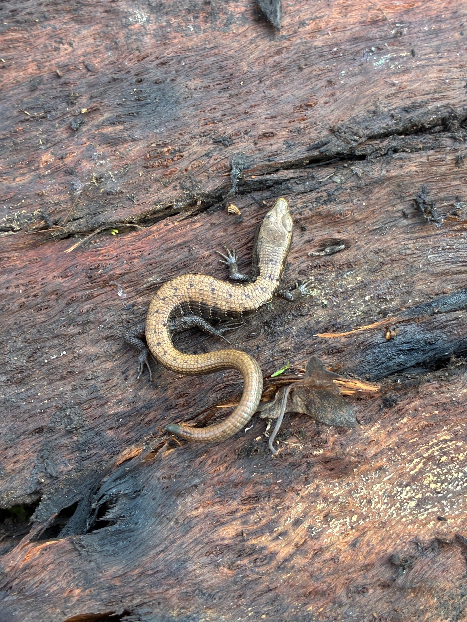 Elgaria multicarinata (Blainville, 1835)