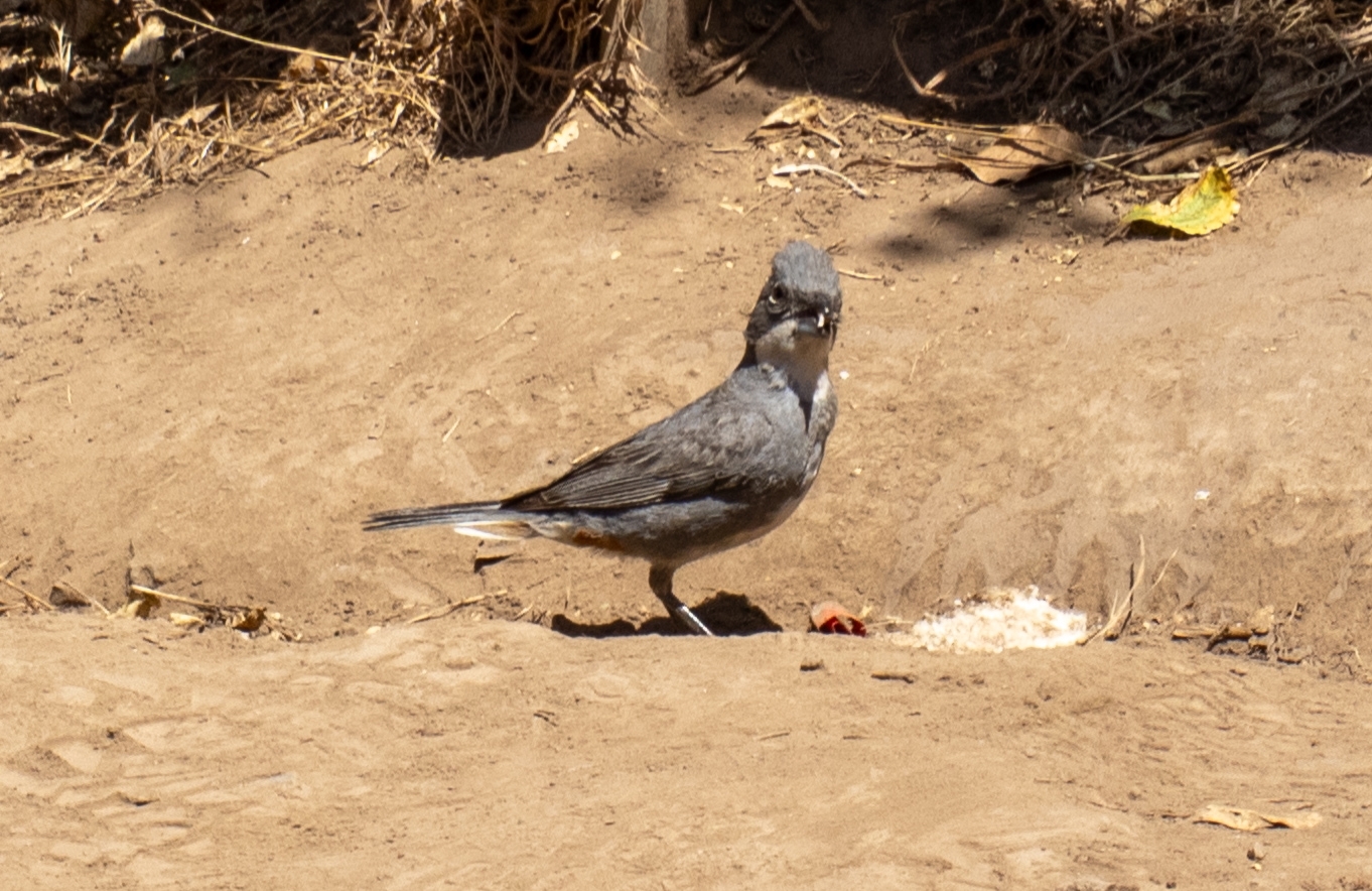 Diuca Finch (Diuca diuca), photo 5