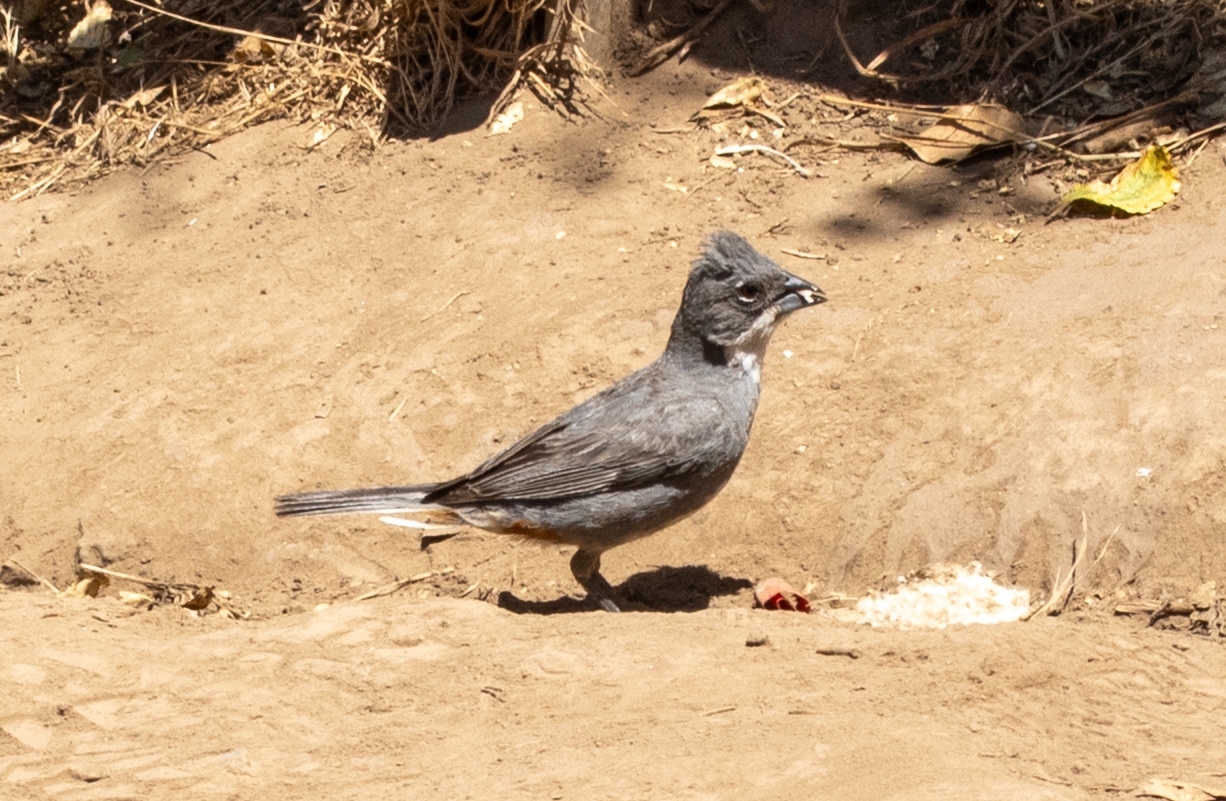 Diuca Finch (Diuca diuca), photo 6