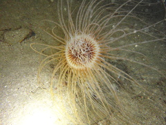 Cerianthus membranaceus