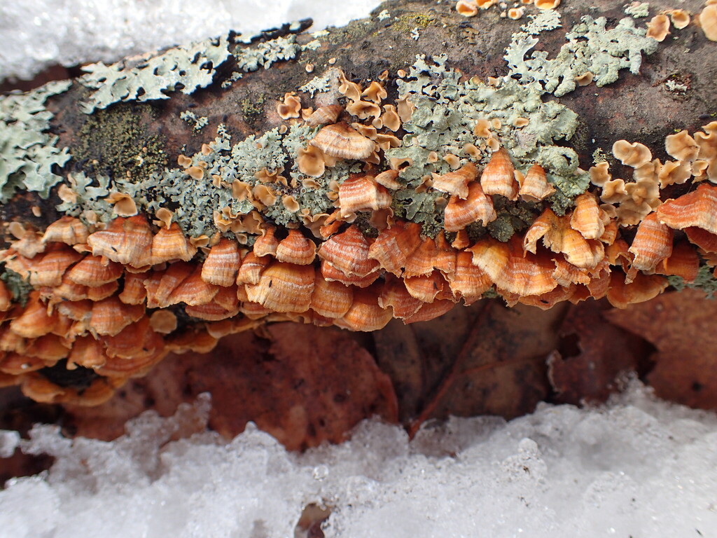 Stereum complicatum · January 2026 · photo: © tniernberger (iNaturalist, cc0)