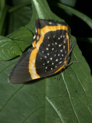 Riodina lysippus
