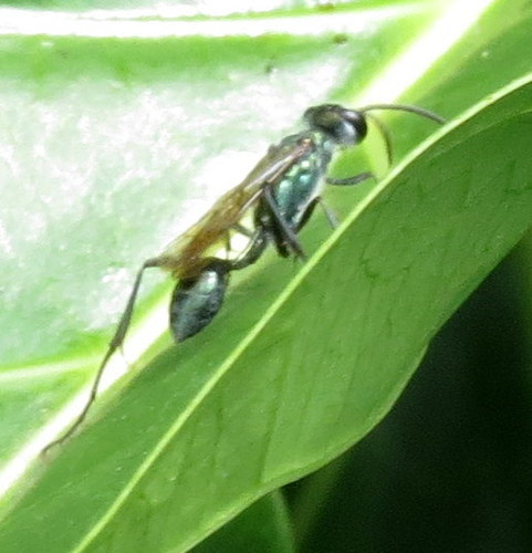Oriental Mud-dauber Wasp photo 6