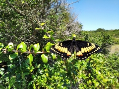 Papilio hellanichus