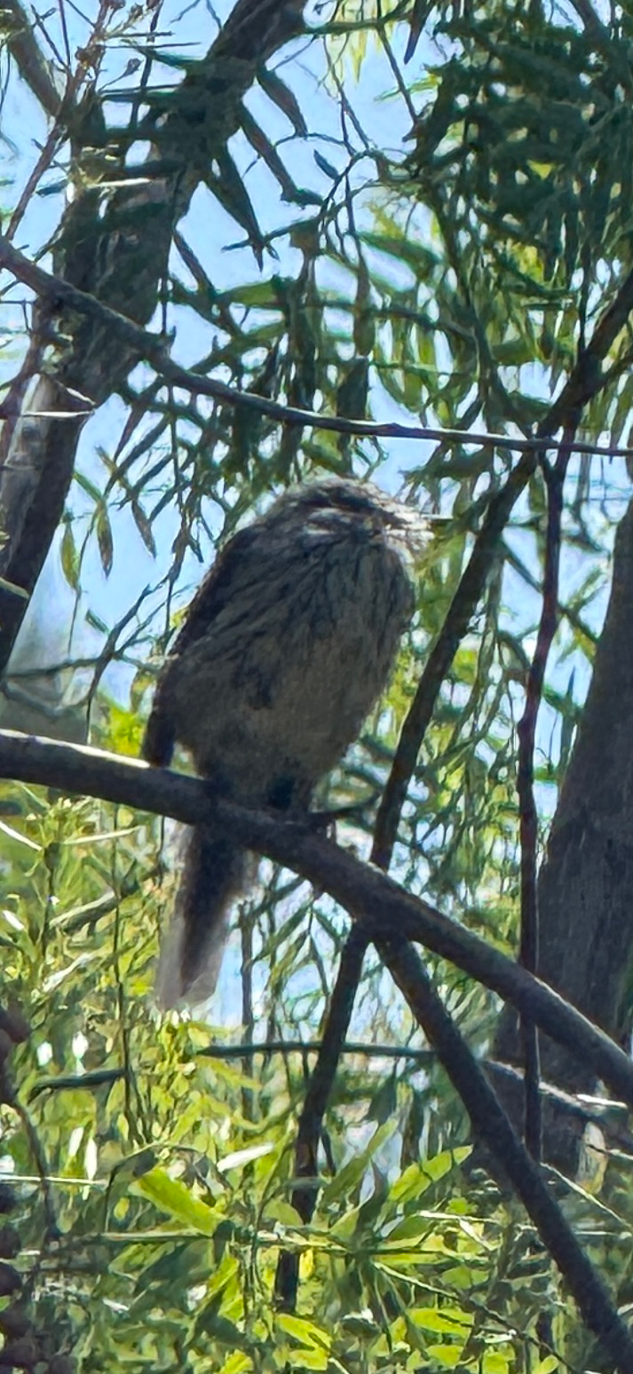 Tufted Tit-Tyrant (Anairetes parulus), photo 3