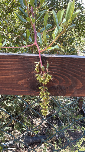 Escallonia illinita (Escallonia illinita)