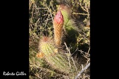 Trichocereus strigosus