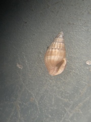 Parvanachis obesa