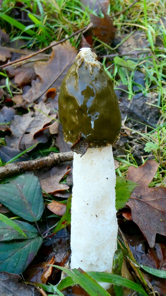 Phallus impudicus · January 2026 · photo: © patricklm35 (iNaturalist, cc0)