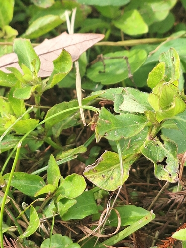 Unknown species found near Alafaya, FL 32816, USA