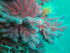 Alcyonium coralloides