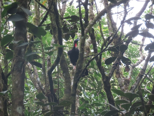 Black-fronted Piping Guan (Pipile jacutinga), photo 4