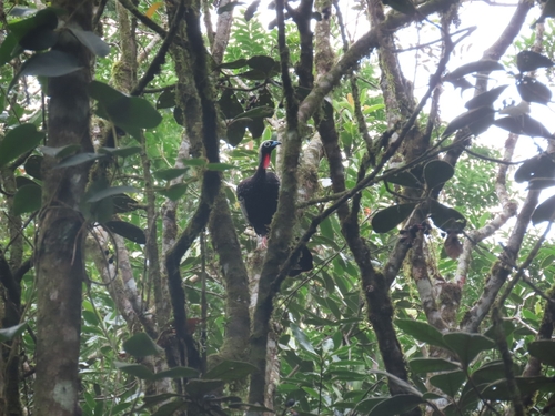 Black-fronted Piping Guan (Pipile jacutinga), photo 5