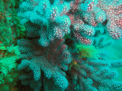 Alcyonium coralloides