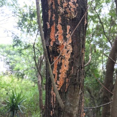 Steccherinum ochraceum