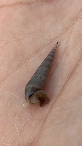 Hastula cinerea