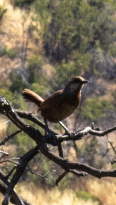 Moustached Turca (Pteroptochos megapodius), photo 1