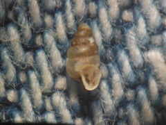 Gastrocopta contracta