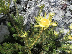 Leucadendron singulare