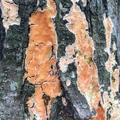 Steccherinum ochraceum