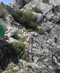 Leucadendron singulare