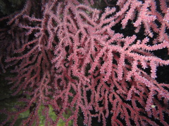 Alcyonium coralloides