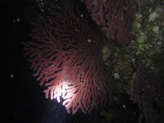 Alcyonium coralloides