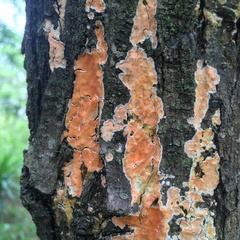 Steccherinum ochraceum