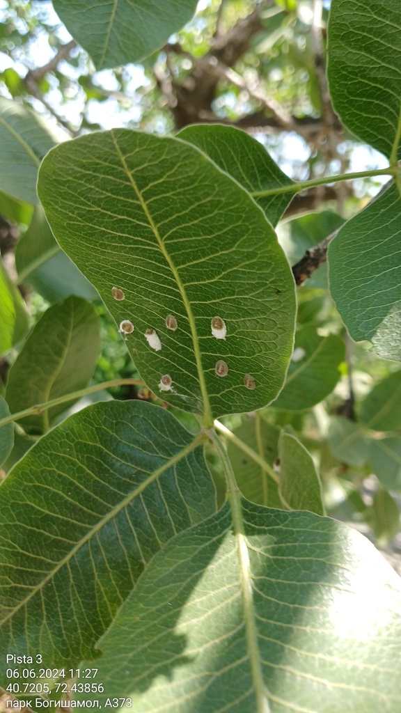 Anapulvinaria