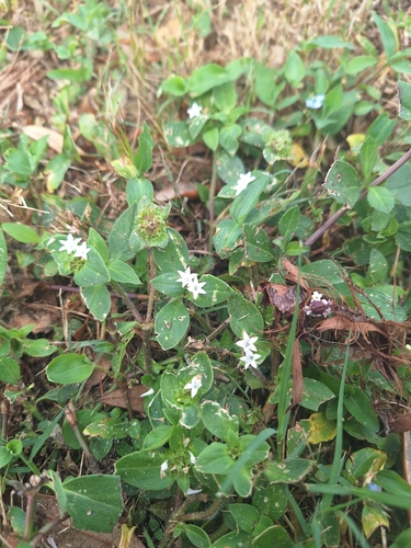 Foto de Vassourinha de botão