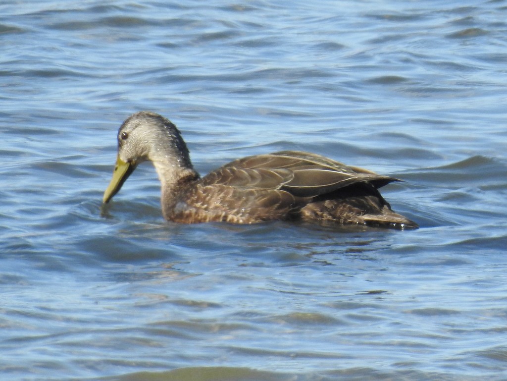 American Black Duck from 1 Wikis Way, Chatham, MA 02633, USA on ...