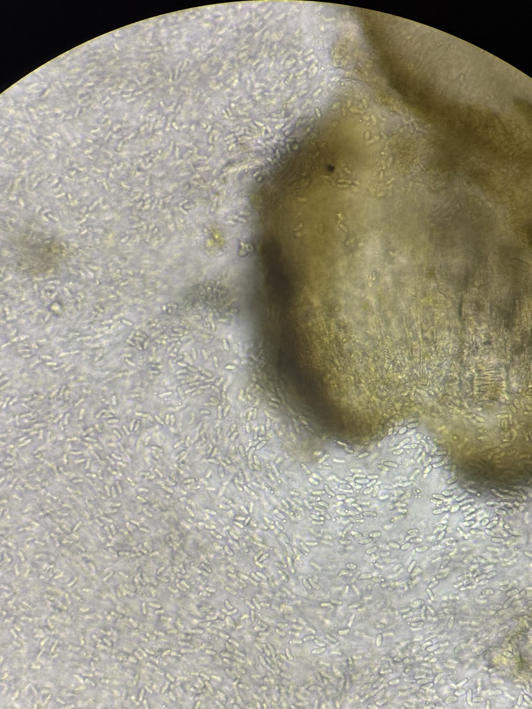 Phoma kochiae