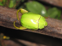 Macropoidelimus mniszechi