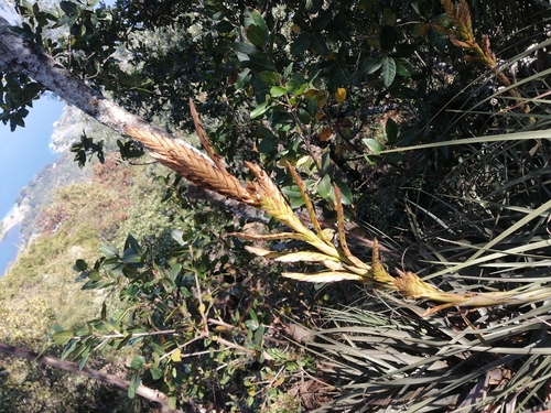 Tillandsia rodrigueziana, photograph 6