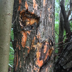 Steccherinum ochraceum