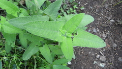 Salvia sagittata