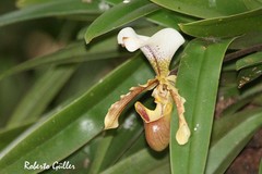 Paphiopedilum
